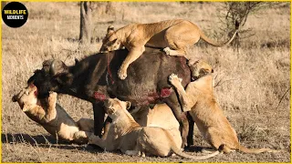 Cruel Moment When Lion Merciless Hunting Their Prey You Will Never Seen