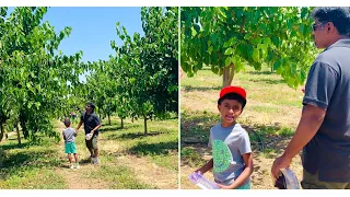 Tony’s Mulberry picking day in Very Mulberry U-Pick Farm, Brentwood, CA