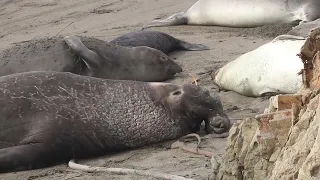 Funny bulls - Elephant seals in San Simeon, California