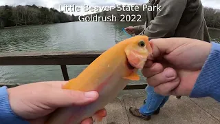 Catching golden trout with a Silver Super Duper at Little Beaver State Park Goldrush 2022