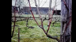 Cięcie winorośli - metodyka dla laika cz. I