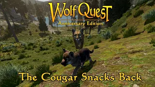 The Cougar Snacks Back