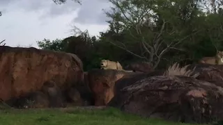 Lions Roar Kilimanjaro Safaris