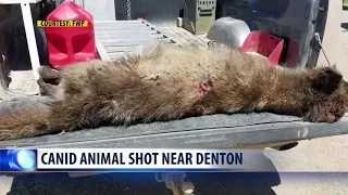What is this wolf-like creature shot near Denton?