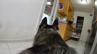 GoPro Camera on my Puppy Husky Left Home Alone First Time Ever!