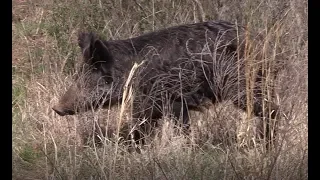 WILD HOG WITH SHOTGUN SLUG AT 10 YARDS!!