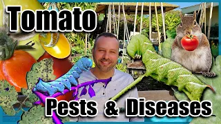 Tomato Pests & Diseases and How to Fix Them With Organic Solutions