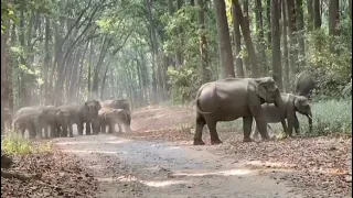 elephants sating #jimcorbett #trending #viralvideo #animalsvideo #dhikala #jimcorbettnationalp