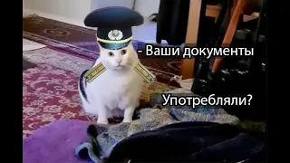 Кот бендер убегает от милиции