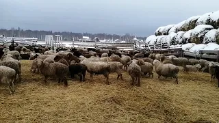 Зима на ферме. Доставка акыйка курбана в Казани.