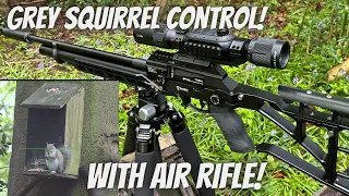 Air Rifle Squirrel Control At The Feeder Station With FX Dreamline & JSB Hades Pellets