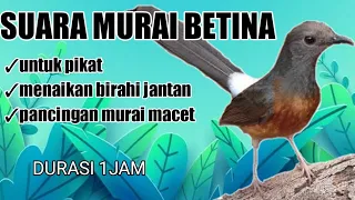 SUARA MURAI BETINA  HUTAN PANGGIL JANTAN