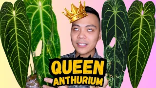 Anthurium Warocqueanum 🌱 Good, Bad & UGLY | Queen Anthurium