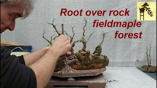 Root over rock fieldmaple forest