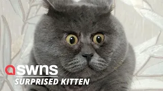 Adorable cat that looks permanently surprised is saved from death by loving family | SWNS