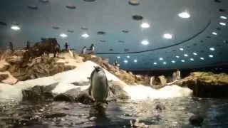 Planet Pinguin in Loro Parque 2012