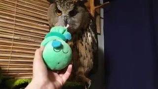 Owl plush riot. Toys are evicted from the shelf