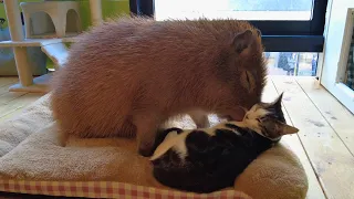 Capybara Song TikTok