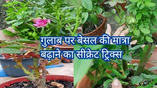 Bushy Your Rose plants In Rainy Season.Monsoon care. Rose Plant.