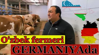 O'zbek fermeri Germaniyada: nemis chorvadorlari bilan suhbat #chorva #simmental #uzbekistan #bayern