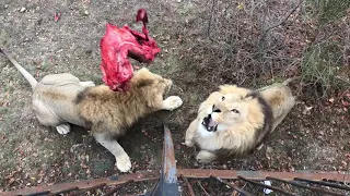 Экшн видео! Кормление львов не из прайда Чука! Action video! Feeding lions is not from Chuk's pride!