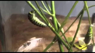 From Parsley Worm Caterpillar to Butterfly