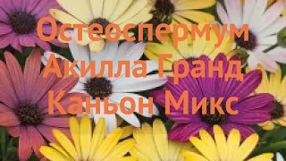 Остеоспермум обыкновенный Гранд Каньон Микс 🌿 обзор: как сажать, семена остеоспермума