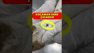 Kediden kocaman kene çıktı 🤷‍♀️