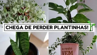 5 PLANTAS MUITO FÁCEIS DE CUIDAR (PRINCIPALMENTE EM APARTAMENTO!) ♥