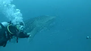 Whale shark /Китовая акула. Ko Tao Thailand. Diving.