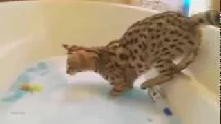 Funny cats / Смешное видео приколы про кошек