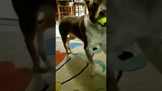 Excited Dog Taps Paws While Playing Fetch With Owner - 1127724