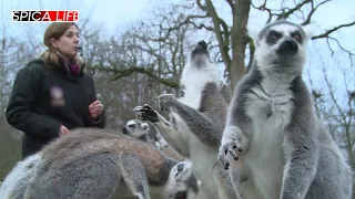 La magie du zoo de Thoiry : une expérience incontournable