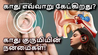 Human ear structure & working in Tamil | How Human Ear Works Explained