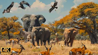 4K African Wildlife: The World's Greatest Migration from Tanzania to Kenya With Real Sounds #35