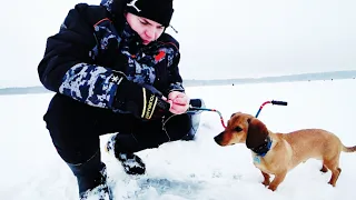 РЫБА СТОИТ В КАЖДОЙ ЛУНКЕ.ТЕСТ НОВОЙ ПРИКОРМКИ.2 ДНЯ НА РУЗСКОМ ВОДОХРАНИЛИЩЕ С ПАЛАТКАМИ В КОМФОРТЕ