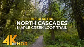 Relaxing Forest Walk on Maple Creek Loop Trail - 4K HDR Virtual Walking Tour in North Cascades Area