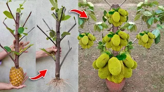 Great idea To Grow Jackfruit Tree In Pineapple Fruit Very Unique Techniques With 100% Success