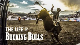 The Life of Bucking Bulls