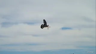 An afternoon Crow and Pigeon shooting on fresh cut grass with GoPro and shotkam