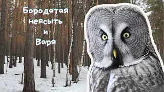 Бородатая неясыть и Варя