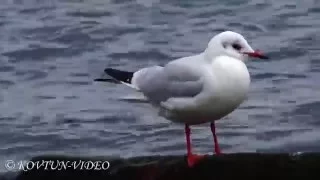 © Black-headed gull (Chroicocephalus ridibundus) / Озерная чайка (Larus ridibundus)-2