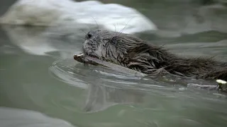 Le castor - l'ingénieur de la rivière