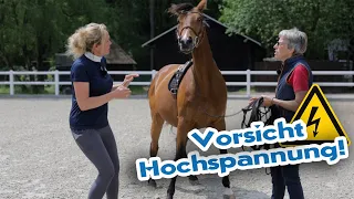 Hysterische  Stute  lässt sich nicht reiten und steht ständig unter Strom - Mysterium auf der Spur