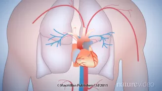 The 50-year quest to replace warfarin: by Nature Video