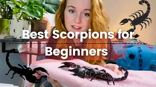 My Top Pet Scorpions for Beginners!