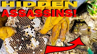 ASSASSIN Underground Yellow Jackets Wasp Nest!