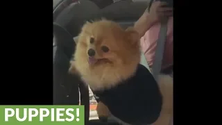 "Hangry" pup orders food at drive thru