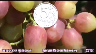 Виноград Сергей селекции О. М. Писанки (Grape variety Sergey). Второе плодоношение.