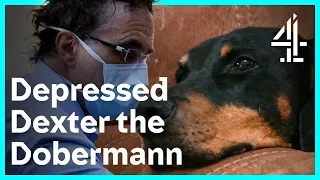 Puppy Parents Going The Extra Mile | The Supervet: Noel Fitzpatrick